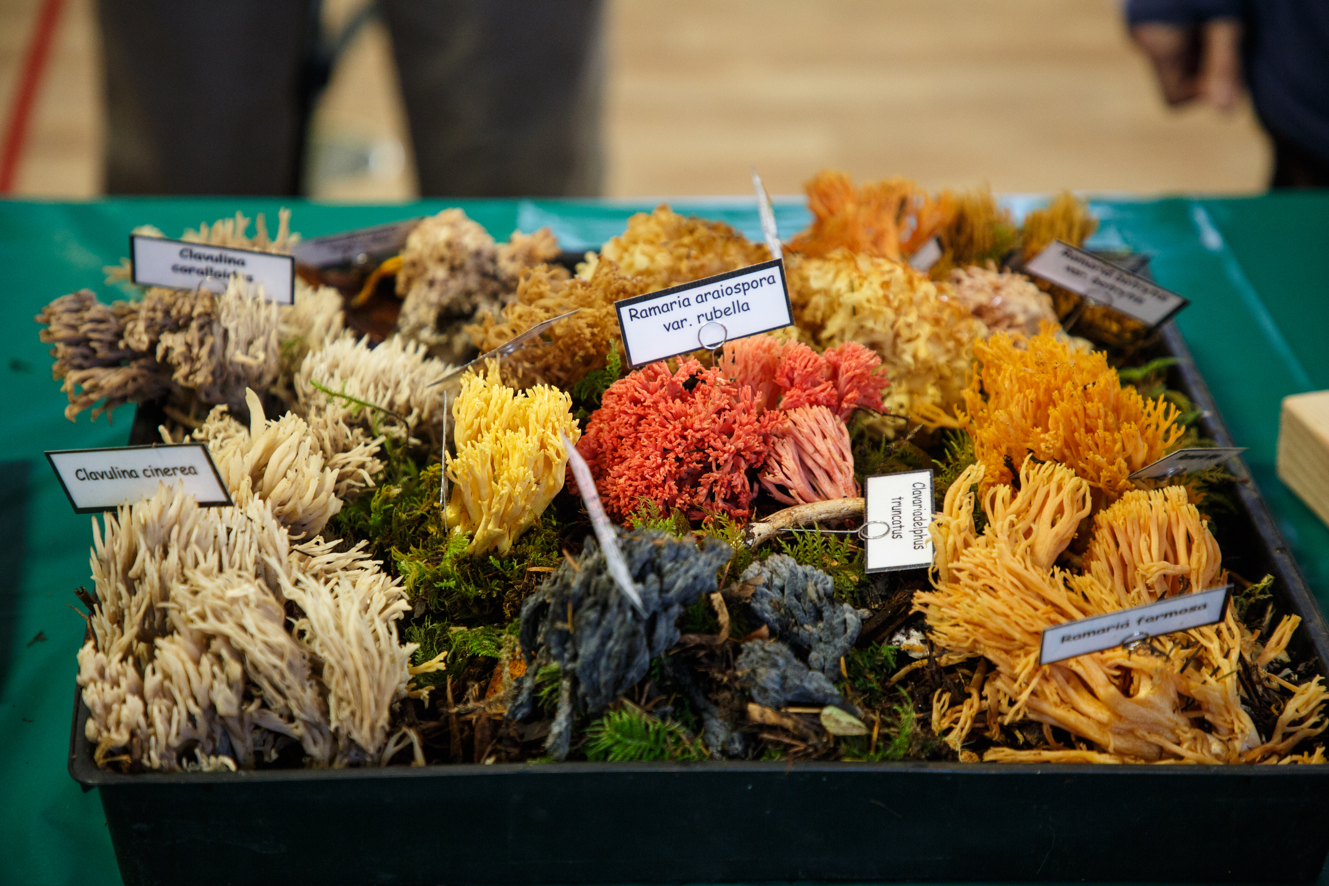 Photo of a variety of coral mushrooms that range in color from cream, yellow, orange and red. Each mushroom has a label with its scientific name.